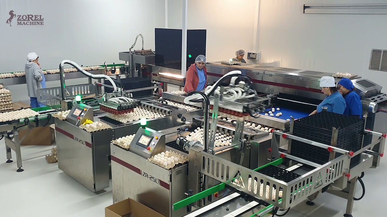 ZOREL ZRL36 Hatchery Packer with Farmgrader - Kuluçka Yumurtası Tasnifleme ve Toplama Makinesi