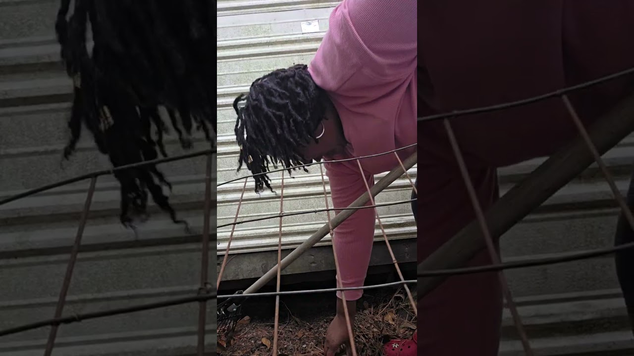 Eggs under the shed AGAIN