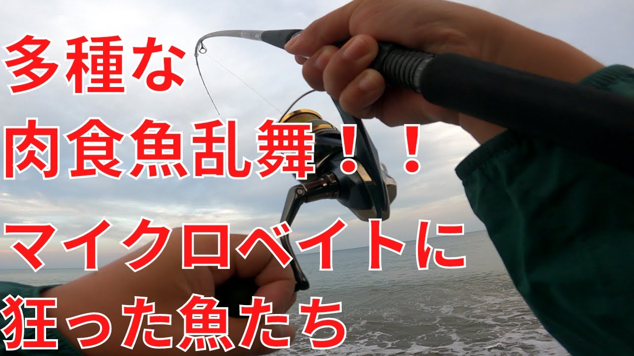 マイクロベイトに付いたフラットフィッシュや各種肉食魚を釣りまくった