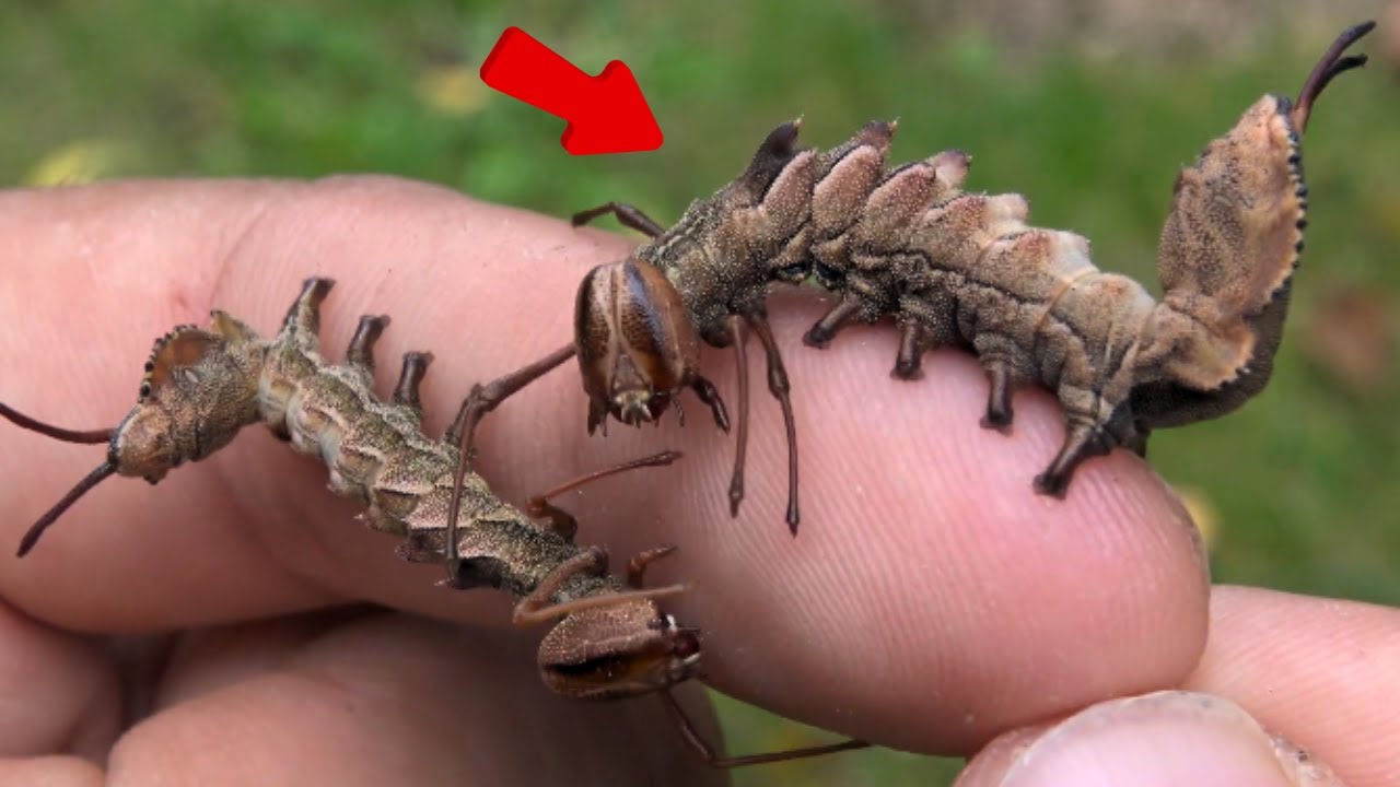 CRAZY Lobster Moth CATERPILLARS (Stauropus fagi): Raw footage compilation (I document these animals)