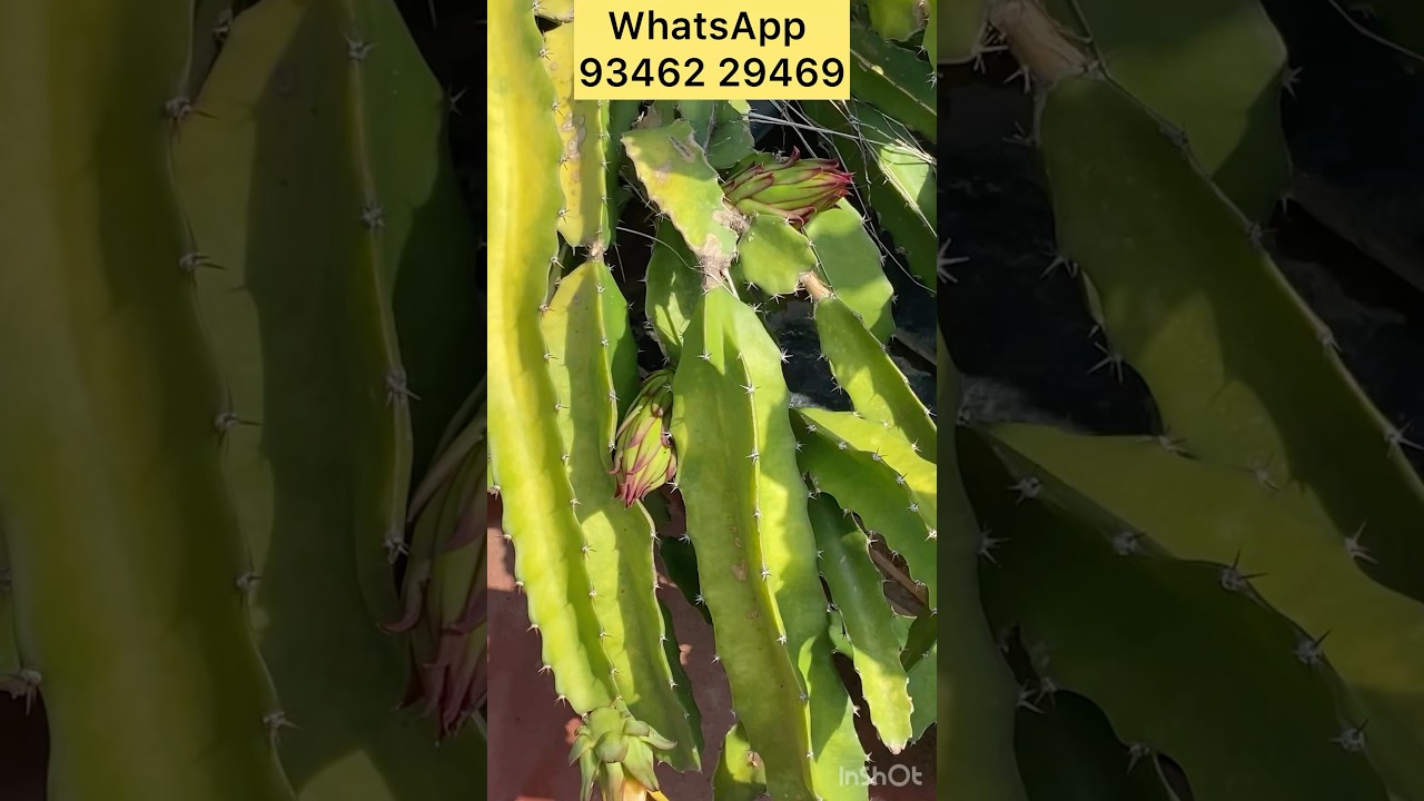 WhatsApp 93462 29469 sale pink Dragon fruit plants Mulberry vakaya and Grapes plants