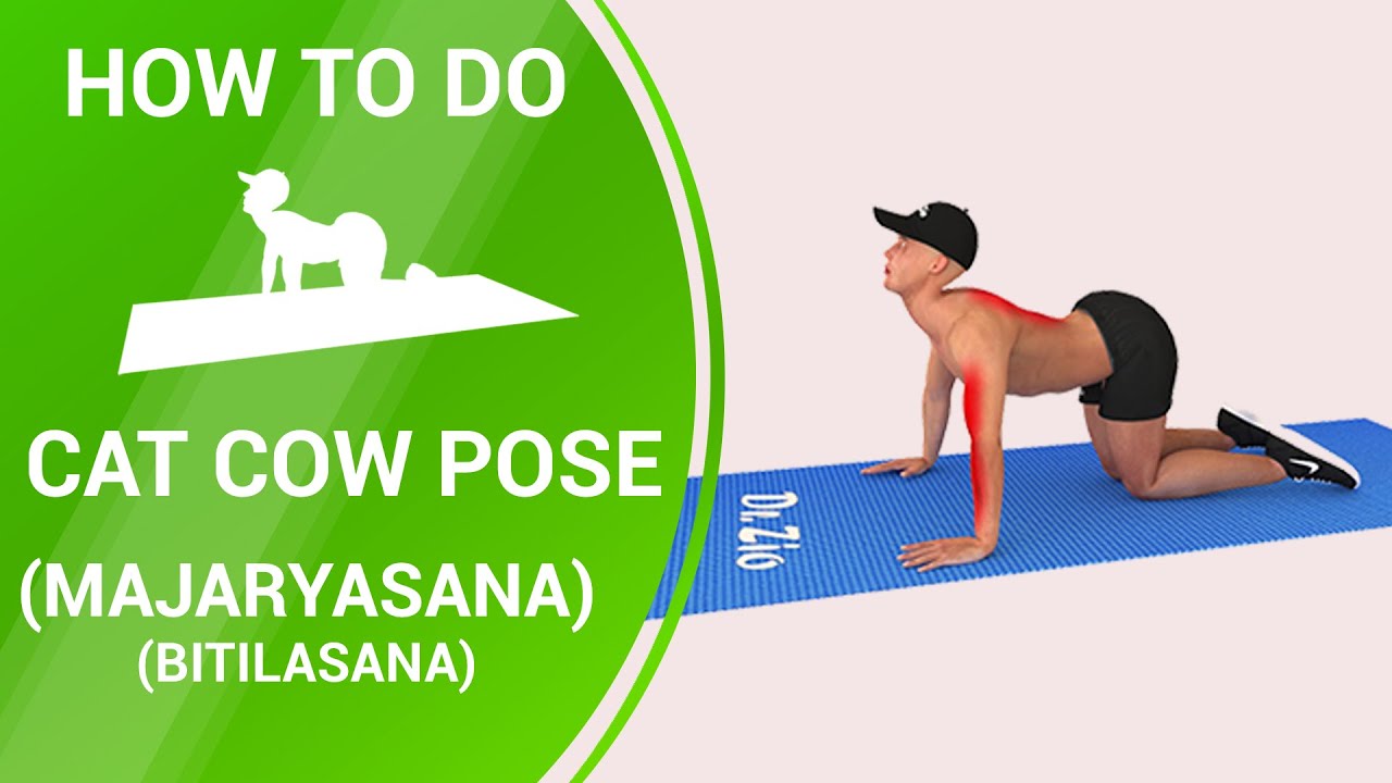 How To Do :  Cat Cow Pose (Majaryasana / Bitilasana) Yoga Pose