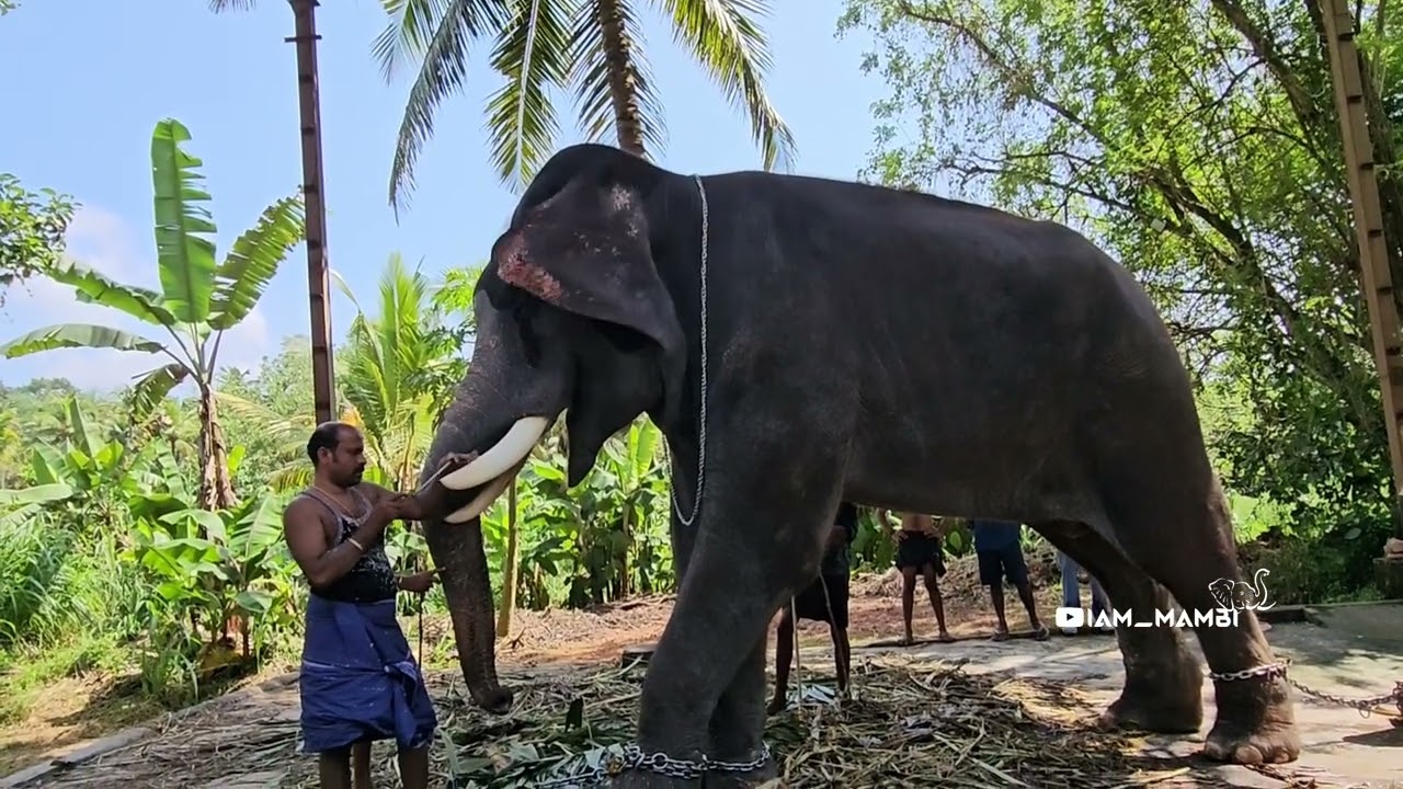 കൊമ്പോരുക്കൽ part-3