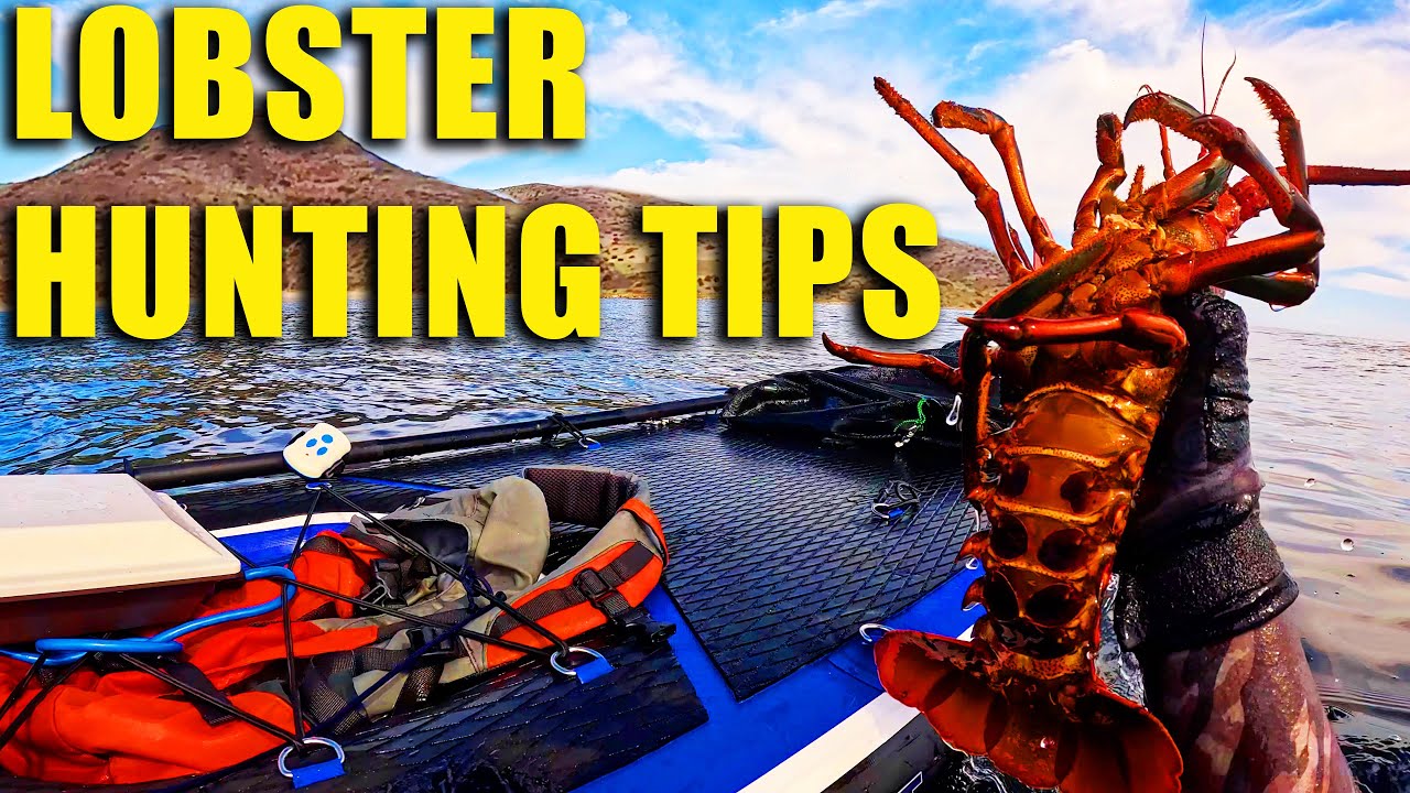 Scout Sessions Episode 2 &ndash; Pro Tips & Techniques for Finding Lobster