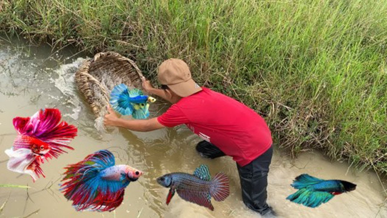 Primitive Catching Wild Betta in Nature | Calm & Relaxing!