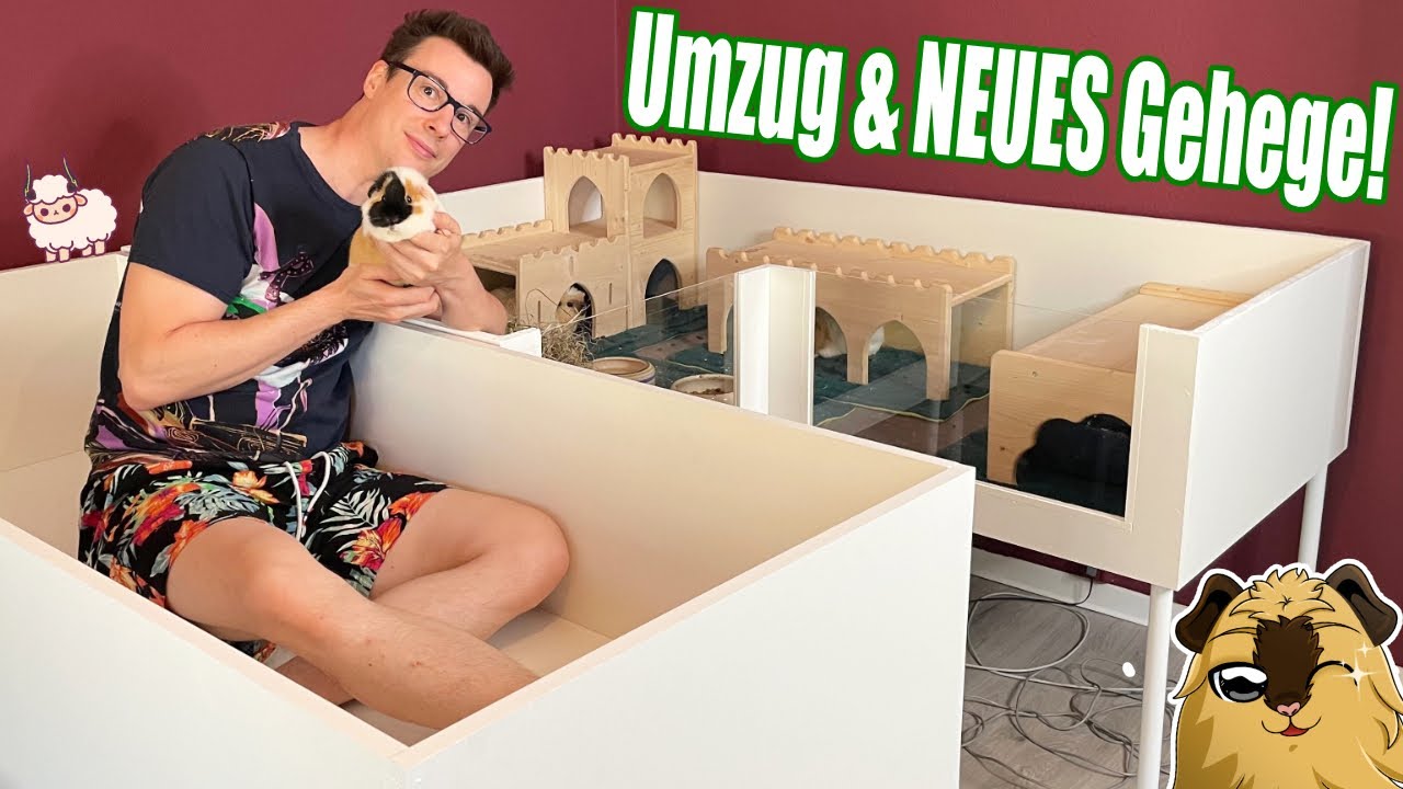 Umzug der Meerschweinchen und neues Gehege