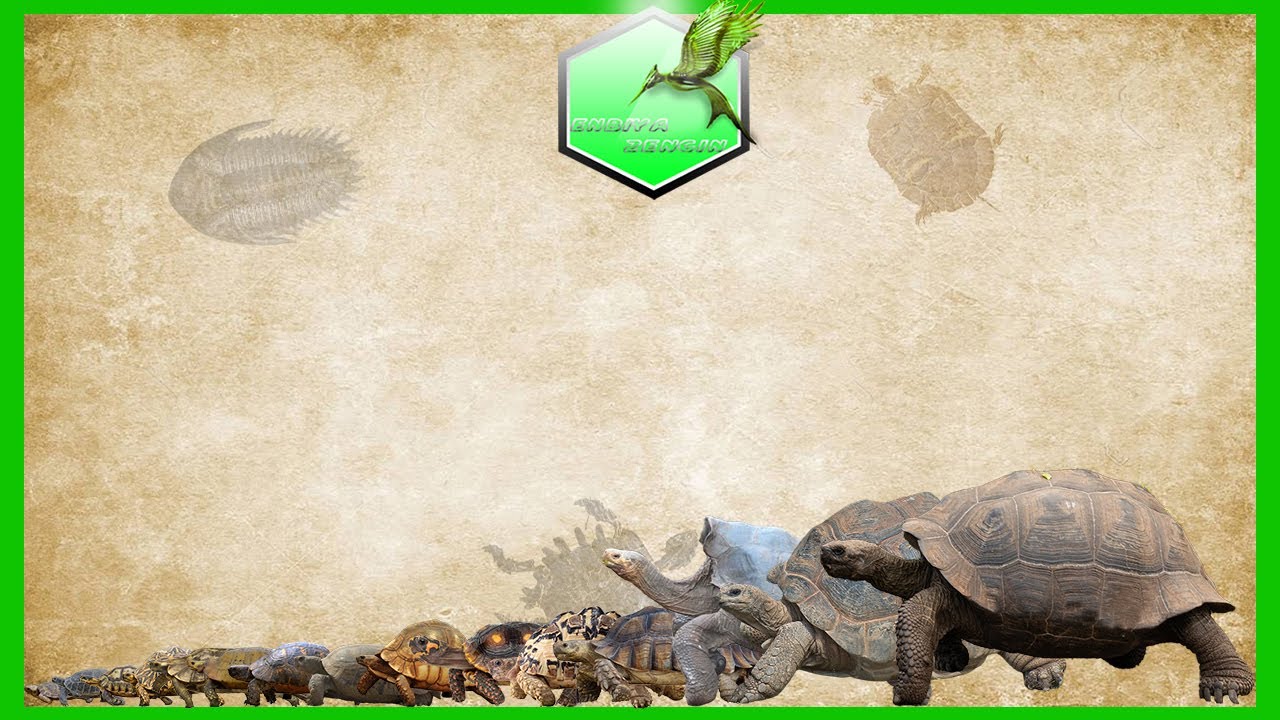 Tortoise Size Comparison Living Extinct