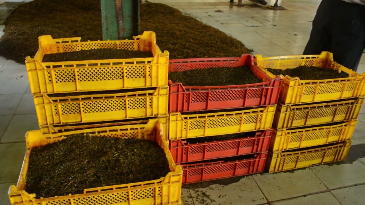 The art of ceylon tea