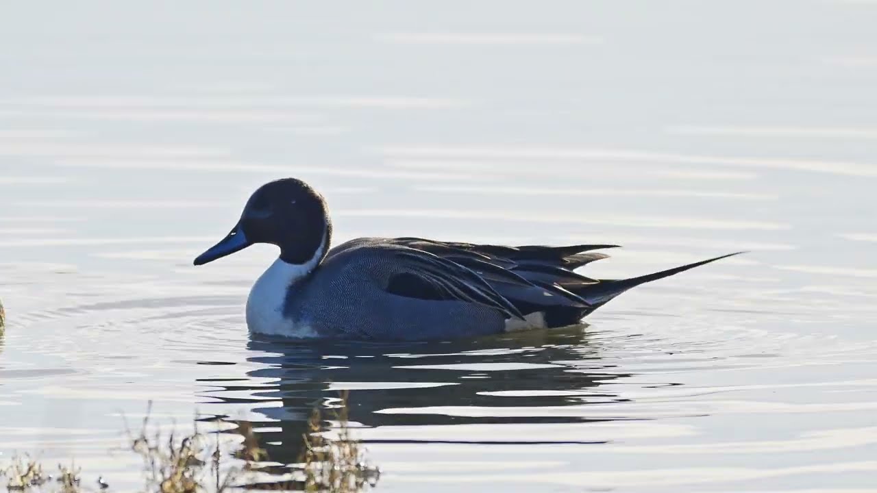 a couple of hours in the hide at Upton house on the edge of Poole harbour, into the sunlight #birds