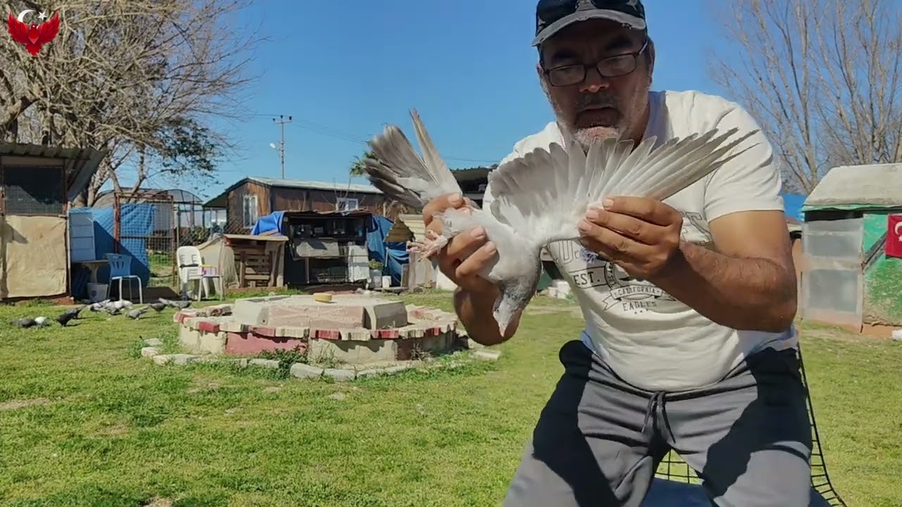 SORULARINIZIN CEVABI PART-2 GÜVERCİNLER HAKKINDA SİZİN SORULARINIZI CEVAPLIYORUM