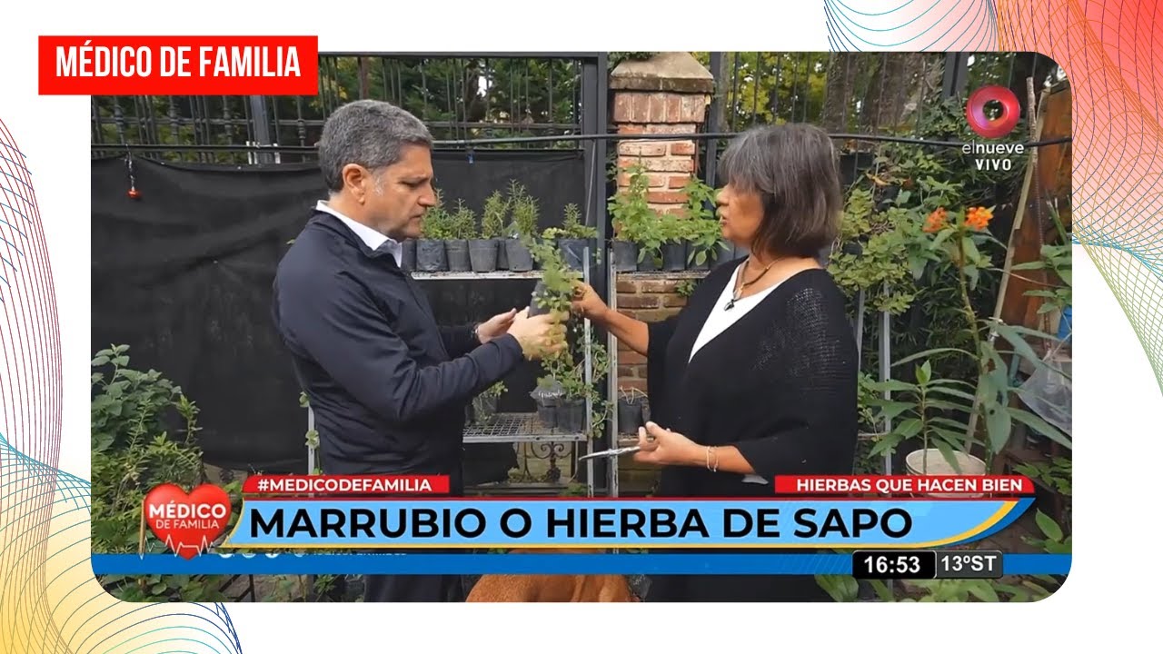 Marrubio o hierba de sapo | Hierbas que hacen bien | Médico de familia | Dr. Jorge Tartaglione