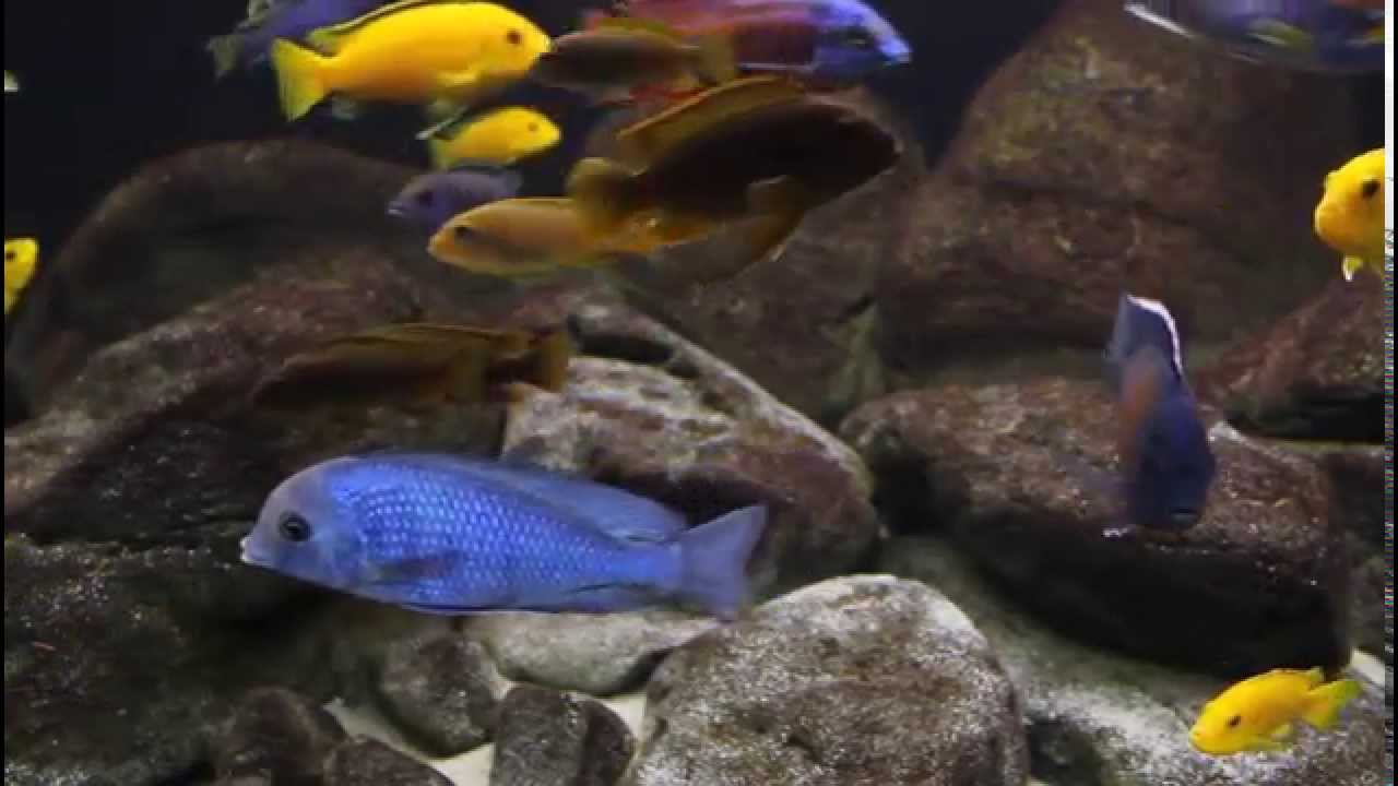 Malawi Biotope Tank 700 liters (2 years)