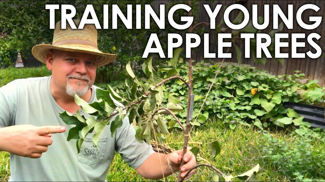 How to Train Young Apple Trees || Black Gumbo