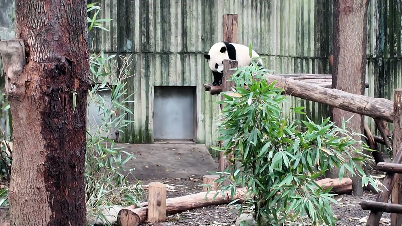 19.10.2025 Giant Panda Breeding Research Base in Chengdu