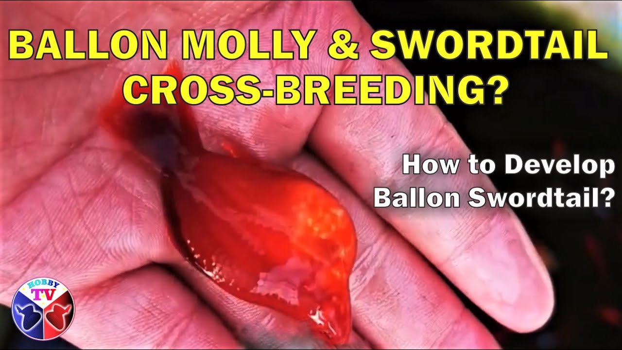 Molly & Swordtail Fish Crossbreeding!