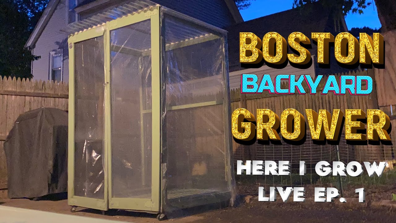 Autoflower Cannabis Outdoor Grow 2023 - Here i Grow Live Ep.1