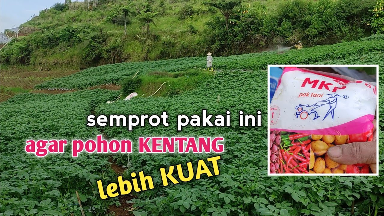 SEMPROT PAKAI INI || Supaya Pohon KENTANG Lebih KUAT dan KOKOH