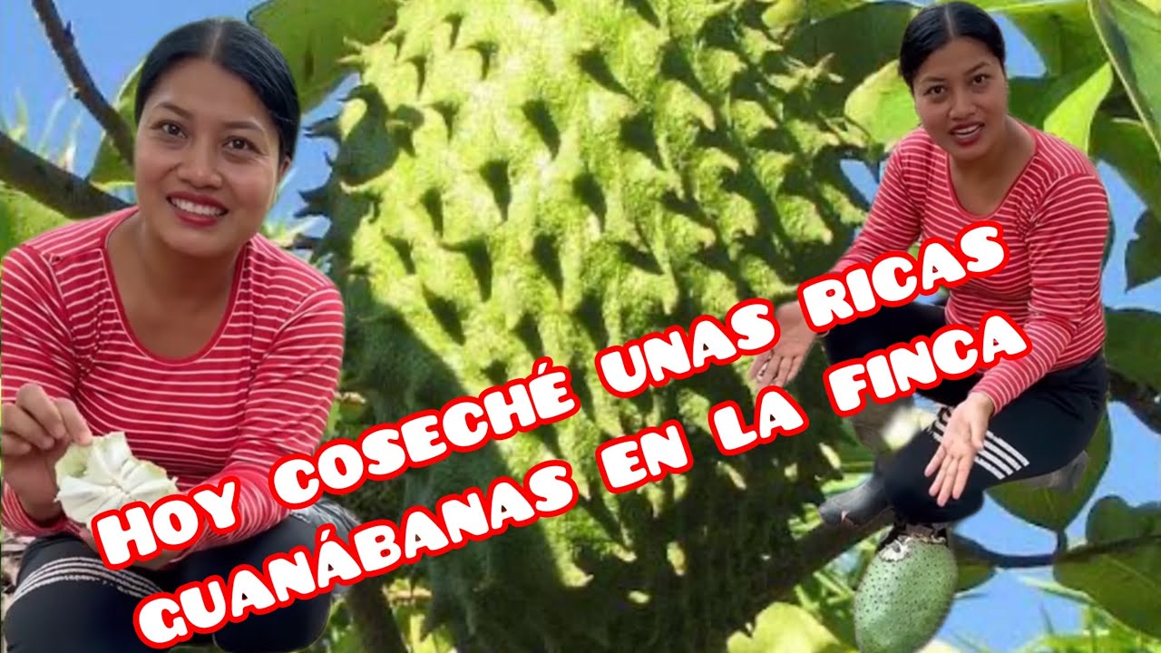 Cosechando guanábana en las finca @Elcampodeyuri 