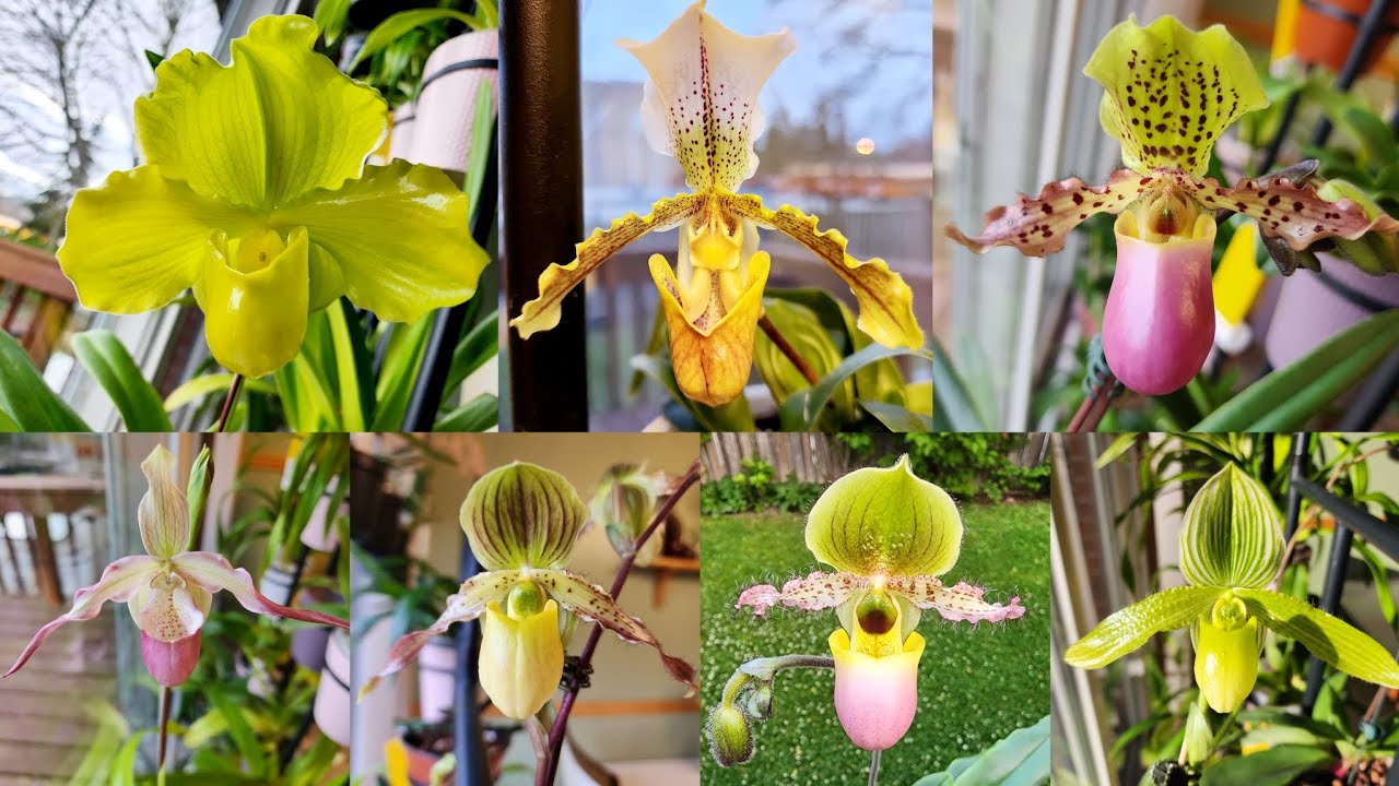 Sophie's Garden 看看我开花的兜兰吧