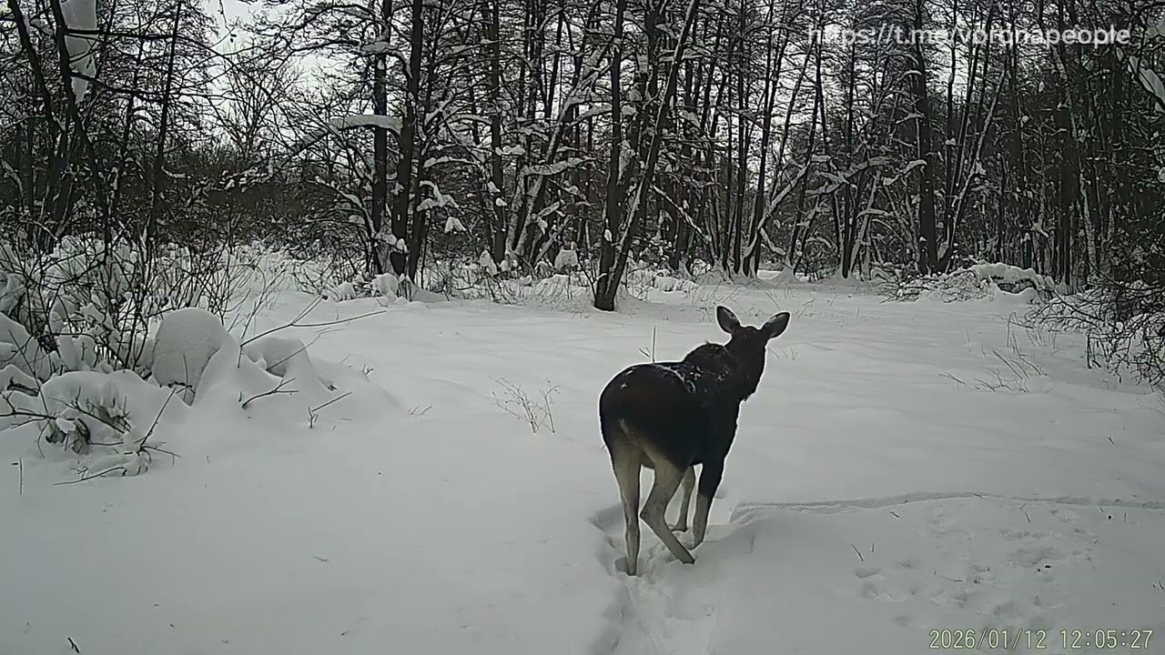Нелегко бродить по высоким сугробам 🦌🫎❄️ Живой лось #лось #животные #тамбов