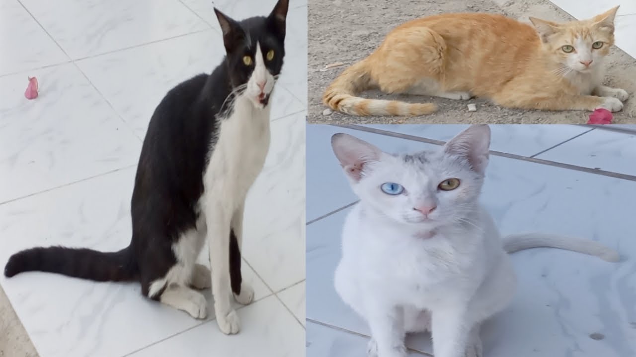The cats are next to me to eat, calling me to feed them. #cat #video 