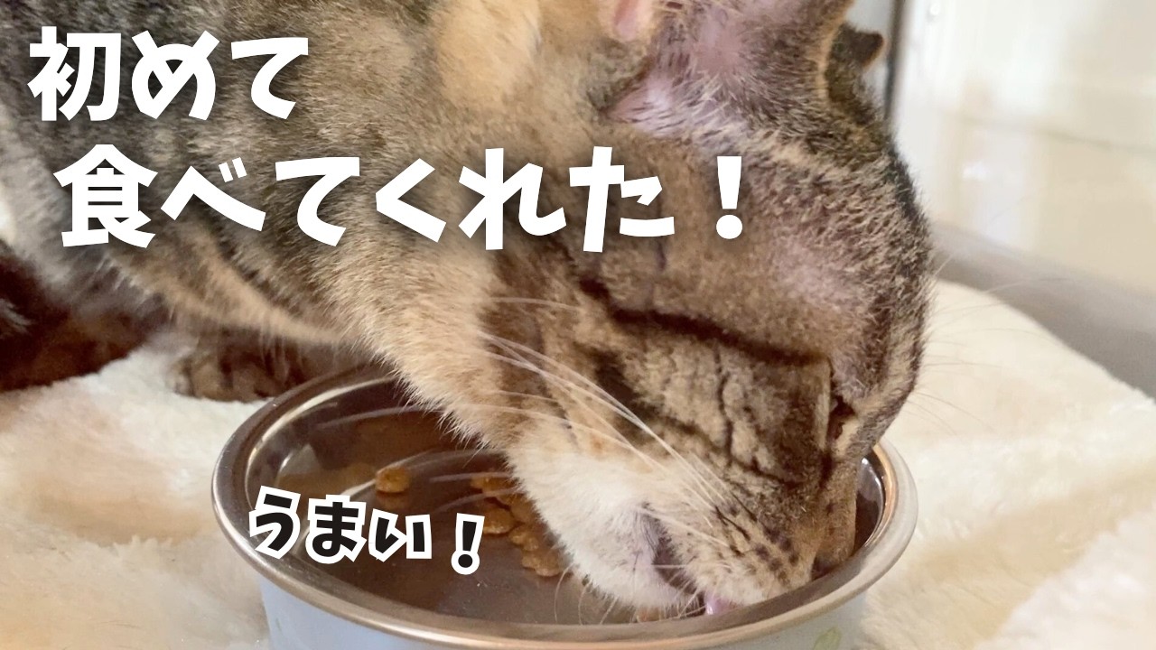 【ド緊張】保護猫キジトラ子猫がやってきた！