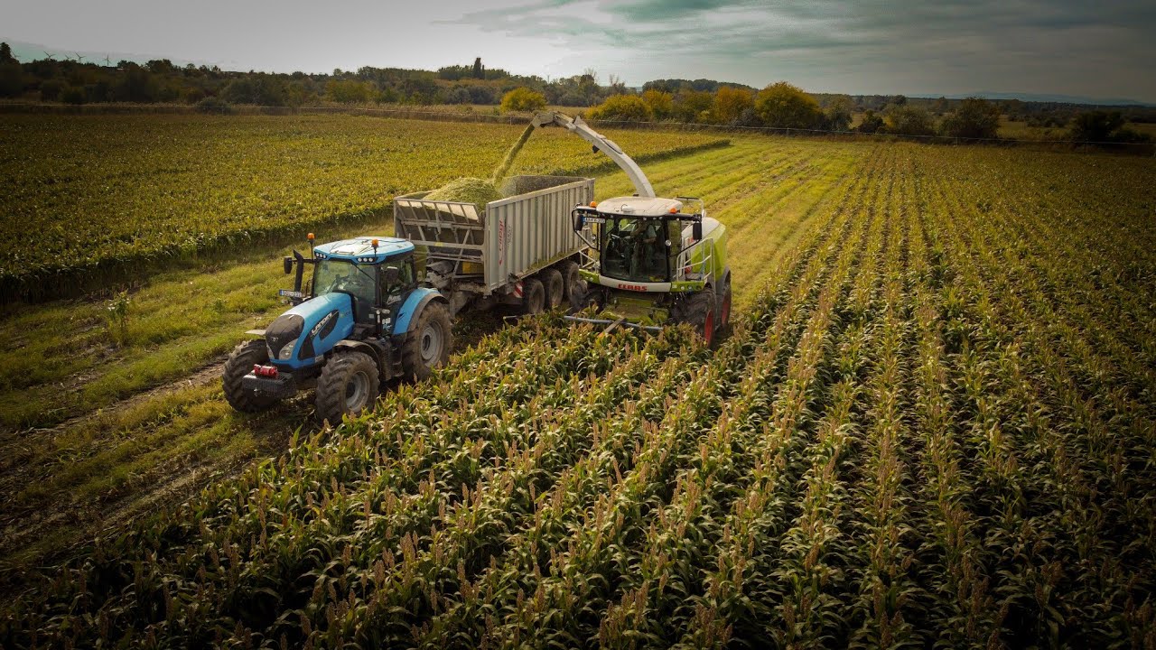 Cirok silózás! 2022 | CLAAS jaguar 930 | Landini 7 175 | John Deere 6R 230 | 2x RABA steiger 250
