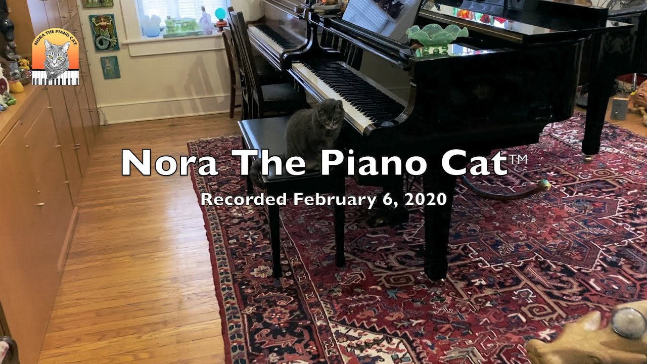 Nora The Piano Cat - Recorded Feb. 6, 2020