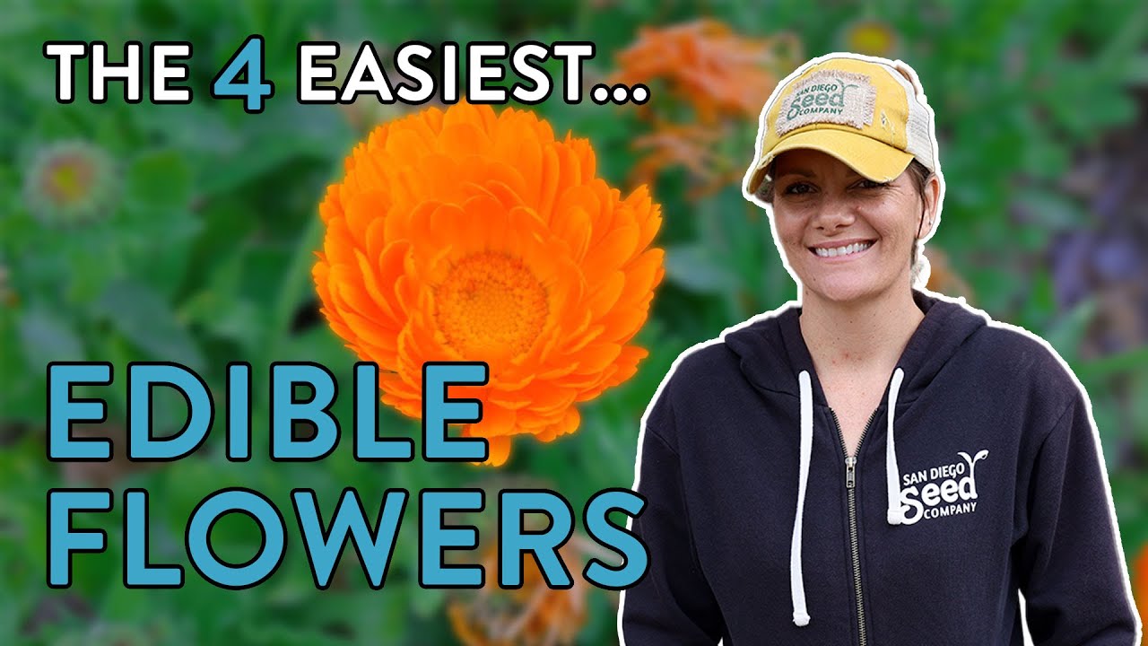 The Ultimate Guide to Edible Flowers: 4 Easy Picks for Home Gardeners