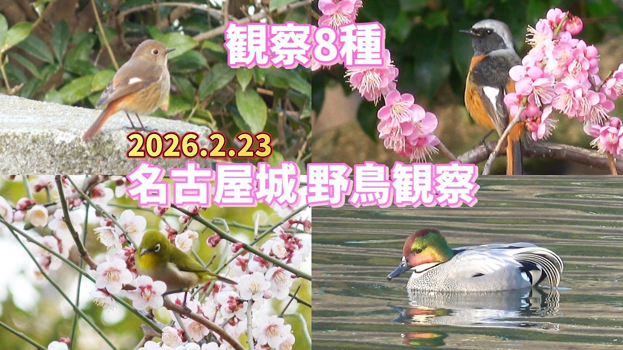 春の陽気に誘われて名古屋城 野鳥観察
