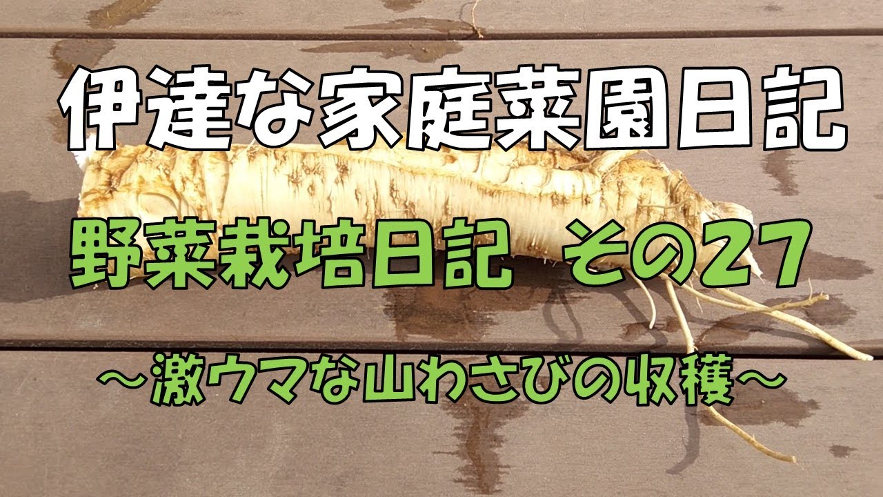 伊達な家庭菜園日記－野菜栽培日記その２７～激ウマな山わさびの収穫～