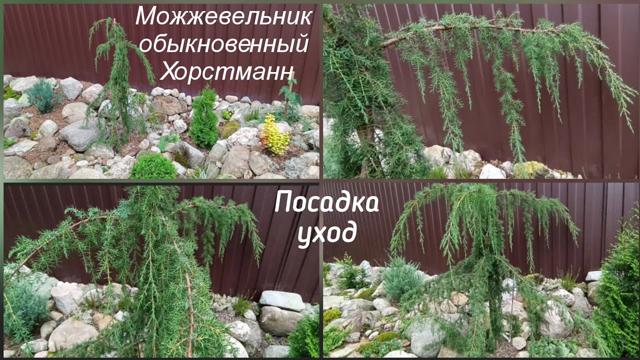 Можжевельник обыкновенный Хорстманн. Посадка, уход.