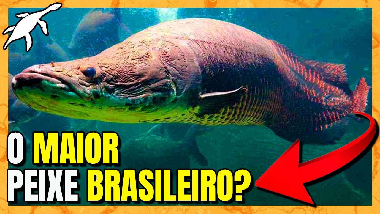 TUDO sobre o PIRARUCU: MONSTRO AMAZÔNICO