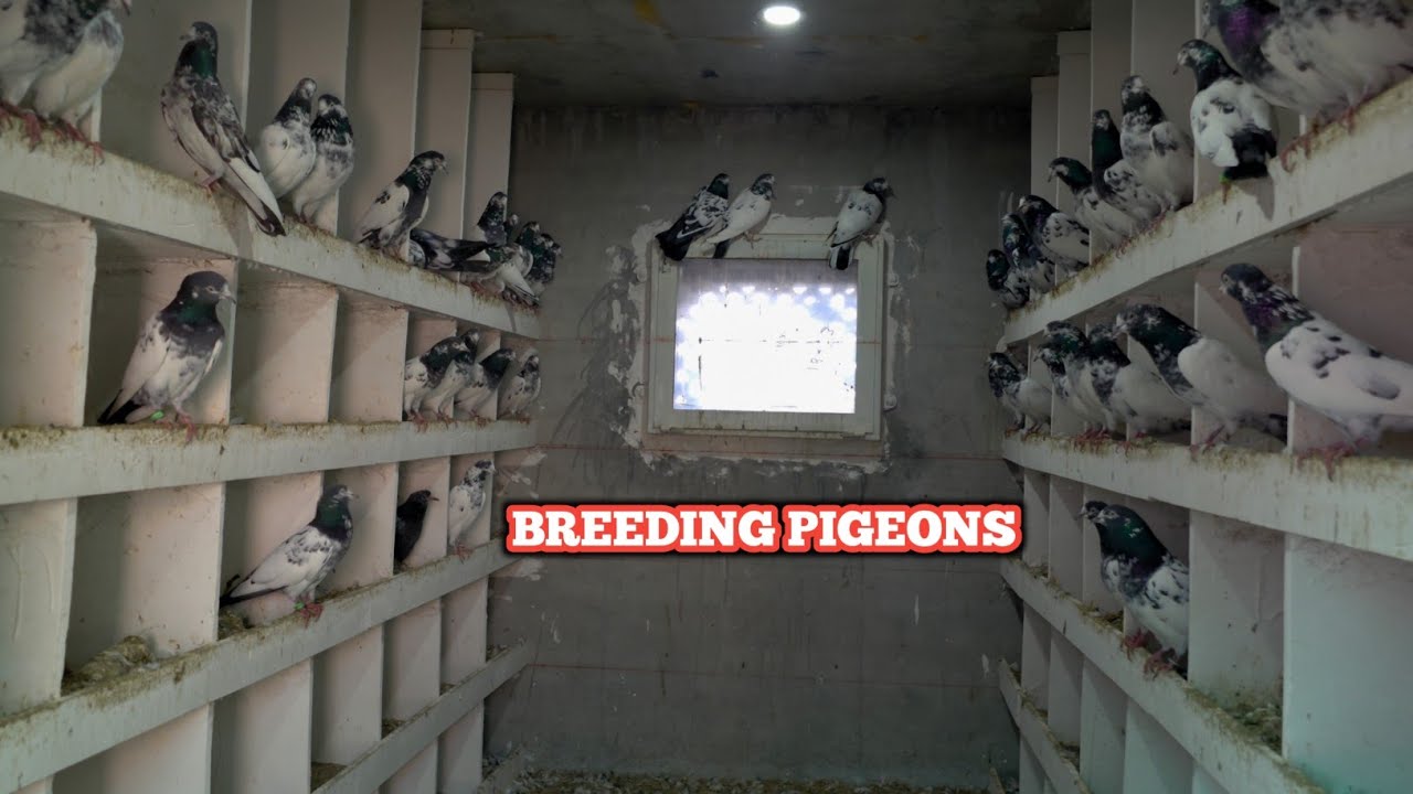 Exellent Breeding Progress Alhamdulillah
