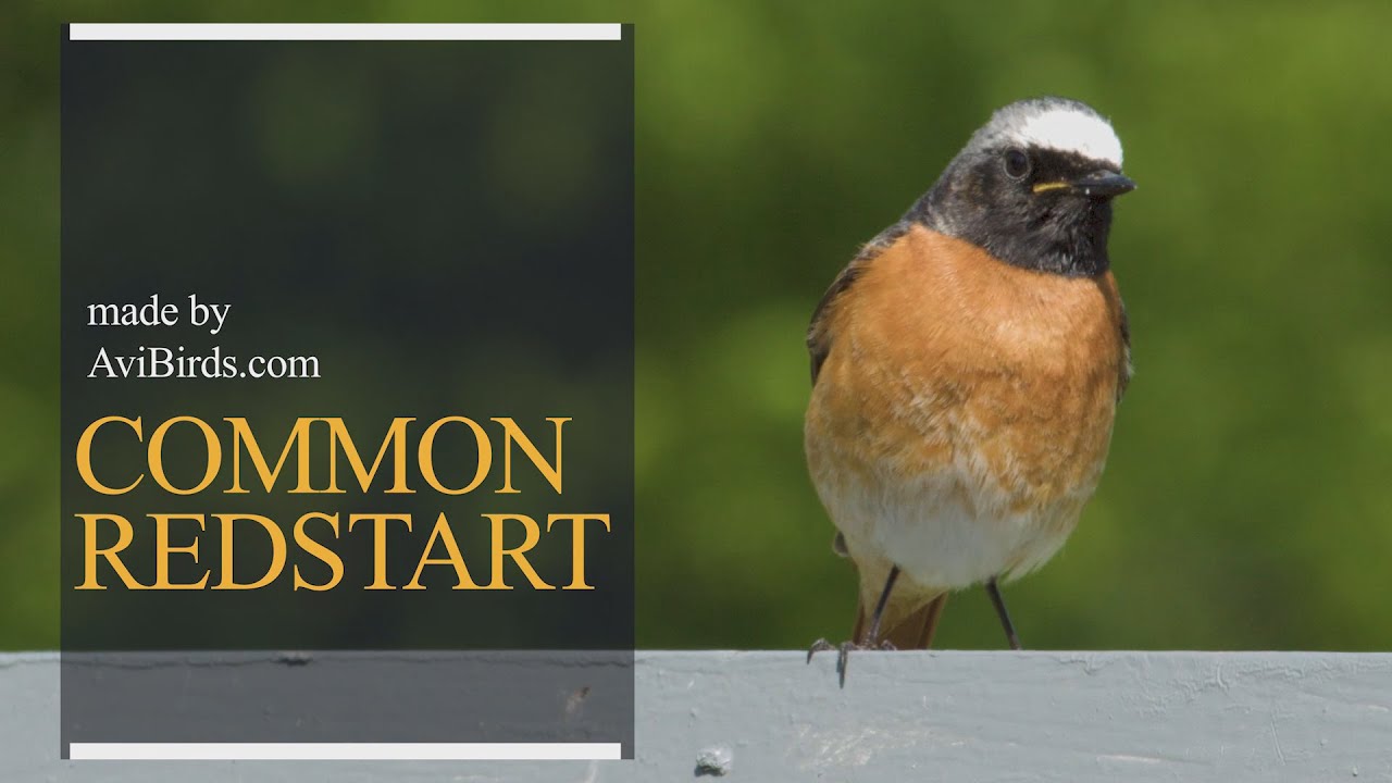 Common Redstart [Phoenicurus Phoenicurus]