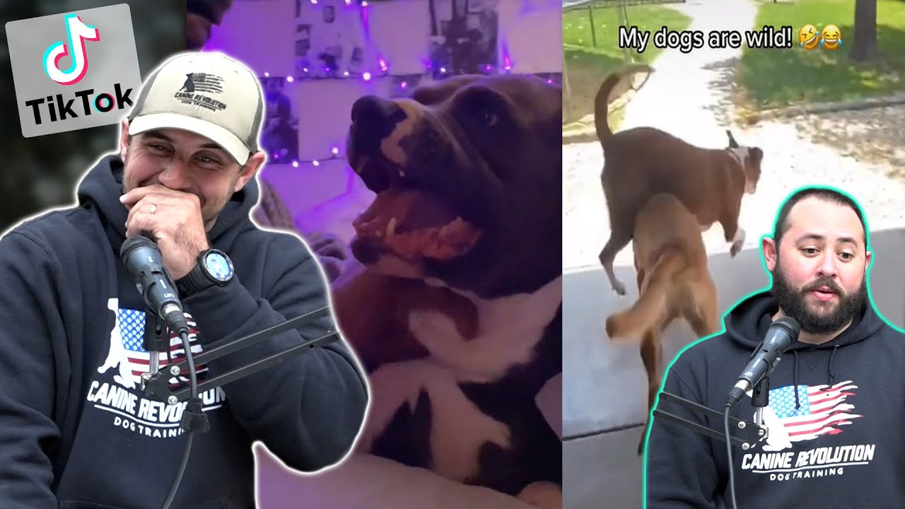 Dog Trainers React to CRAZY Dog TikTok Videos