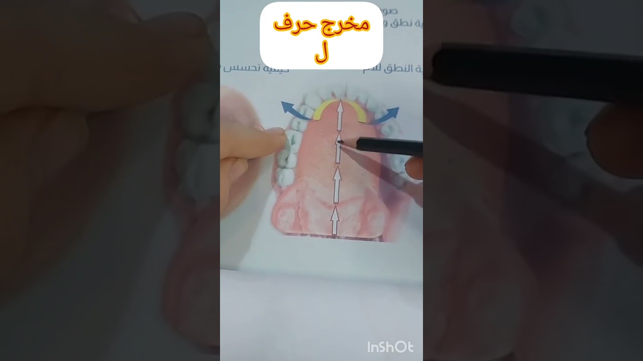مخرج حرف اللام مع الفرق بين اللام المفخمه واللام المرققة مهم جدا جدا