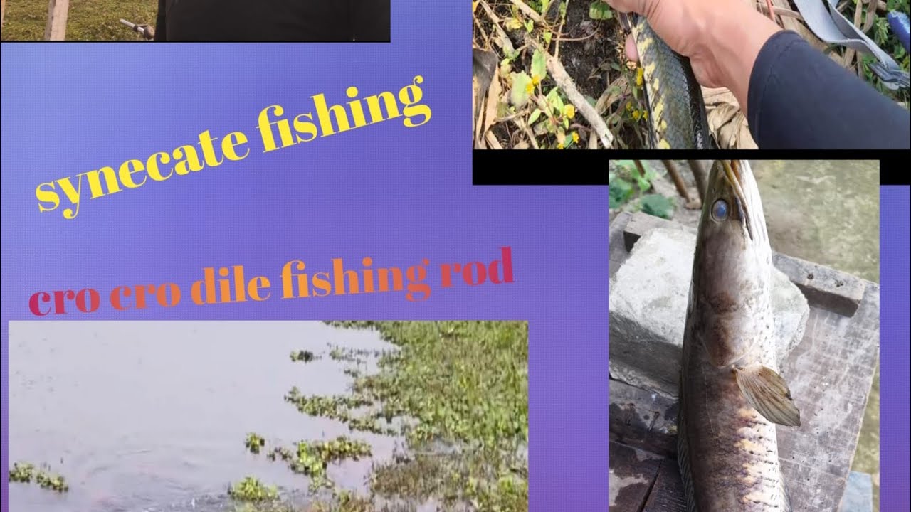 Sainikit fishing #viral video #