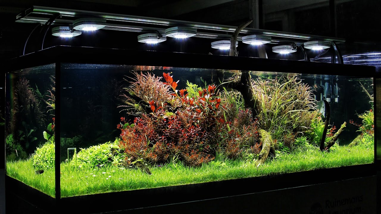 #FAAO #Aquascaping #plantedaquarium Update | Aquaflora 600L showtank | Nature Aquarium