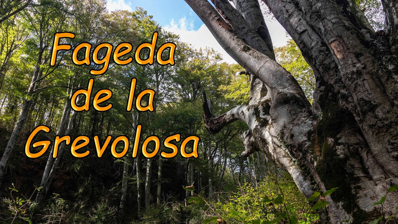 La Fageda de la Grevolosa