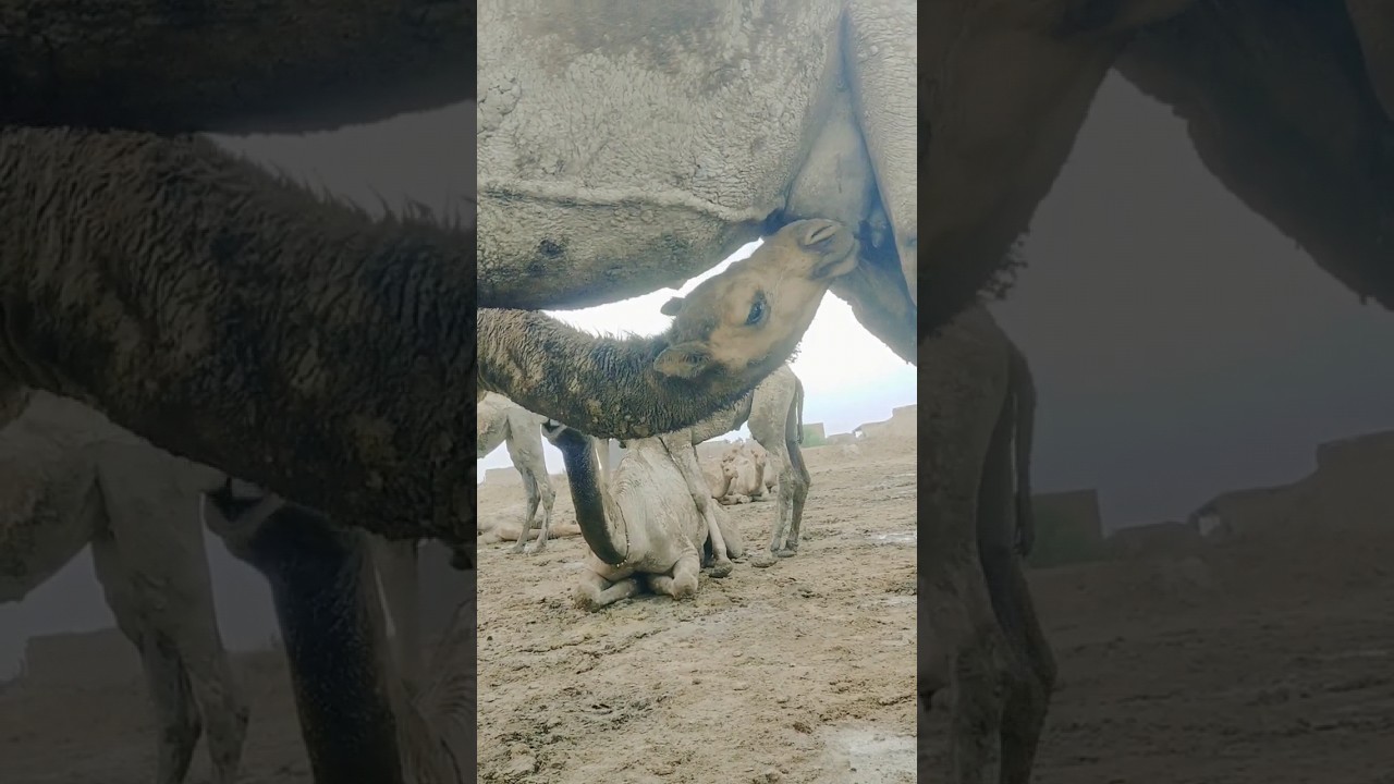 A best video calf getting mother camel milk