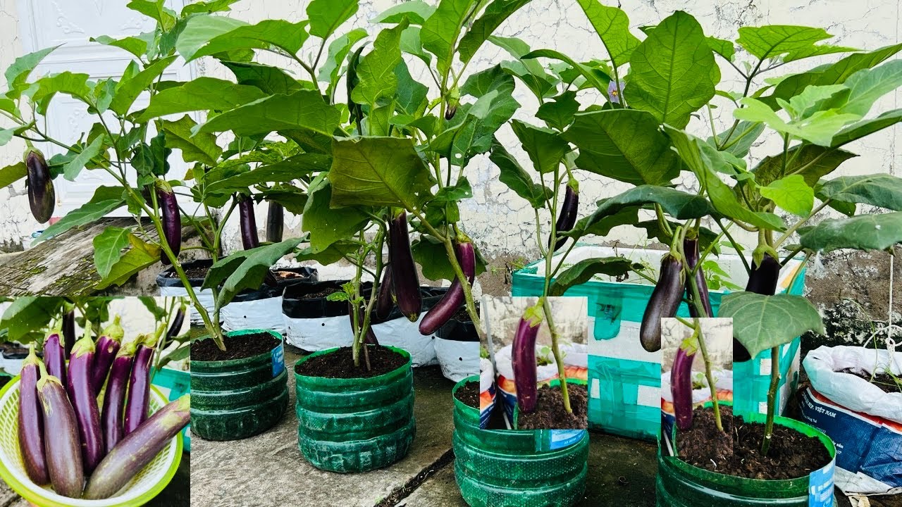 Trồng Cà Tím Đơn Giản Cho Người Không Có Vườn @GardenMixed