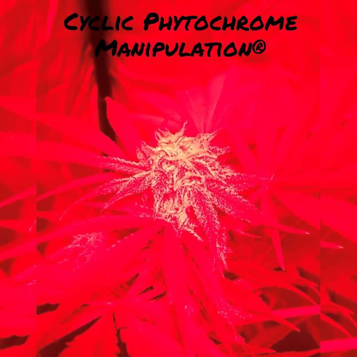 Cyclic Phytochrome Manipulation by iGrow
