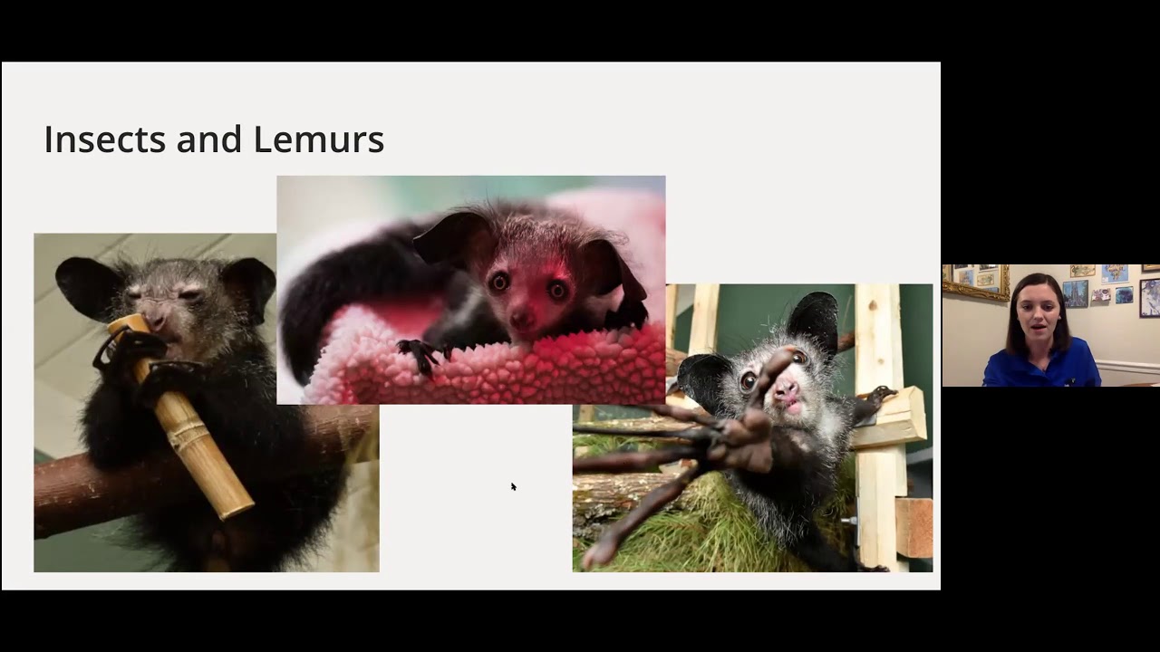 Bug Appetit: How Insects Are Saving Lemurs in Madagascar