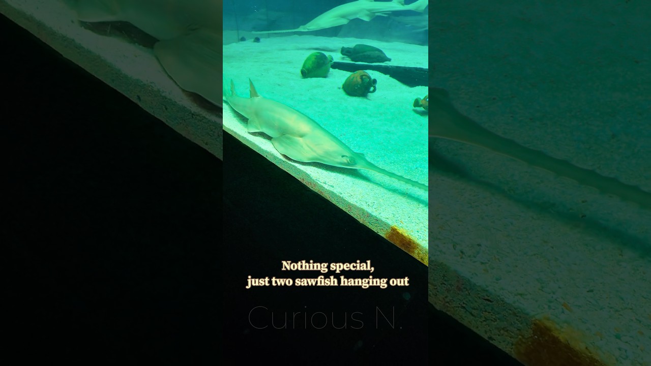 Longcomb #sawfish (Pristis zijsron) in the Aquarium of Genoa 🇮🇹. Close-up. Creepy sea creatures.