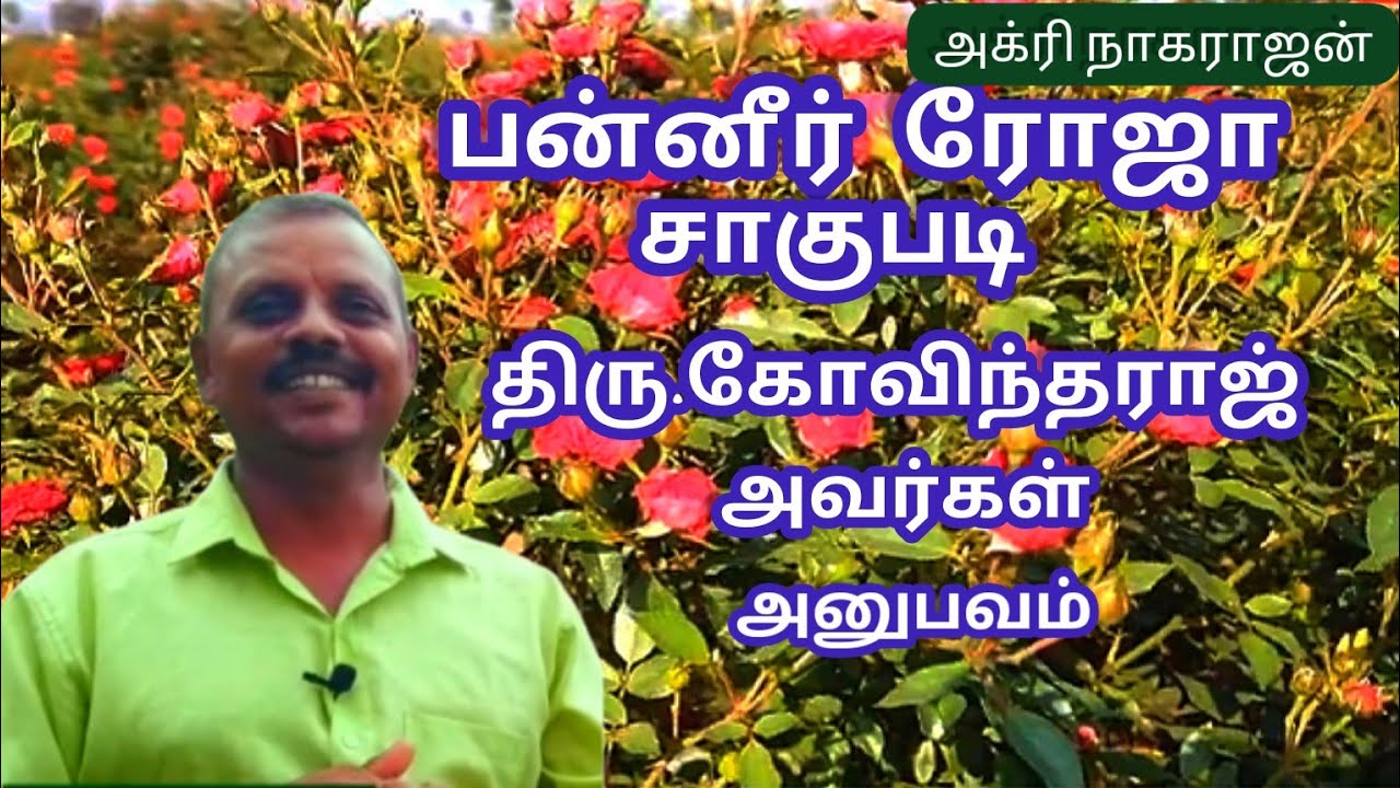 பன்னீர் ரோஜா சாகுபடி கோவிந்தராஜ் s/o கந்தன் .ஓமலூர் ,சேலம் மாவட்டம்
