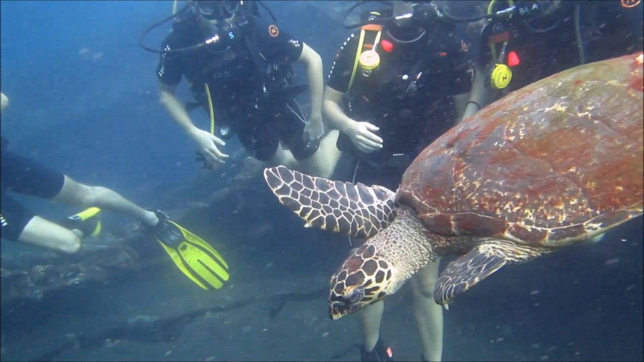 Udayana students diving in Tulamben Bali at USAT Liberty shipwreck