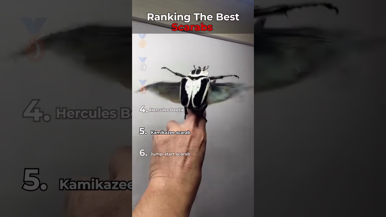 Ranking The Best Scarab