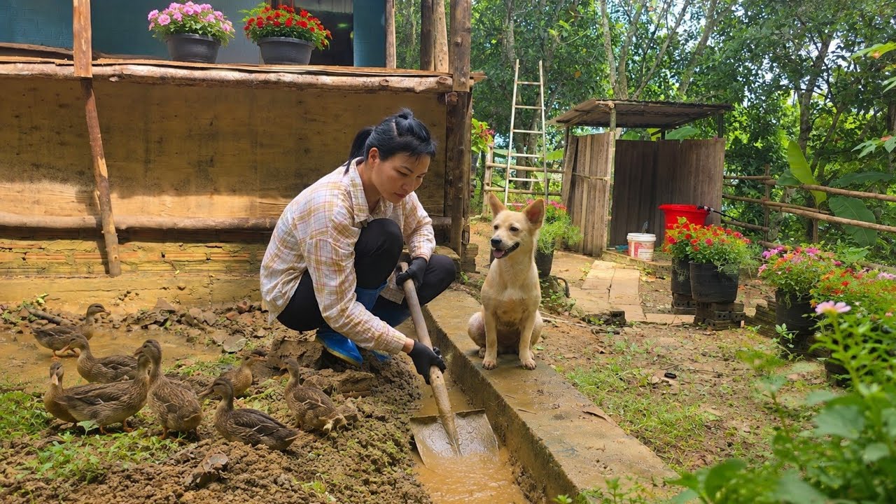 Heavy Rain Flooded Tuyen's Garden... She Never Gave Up
