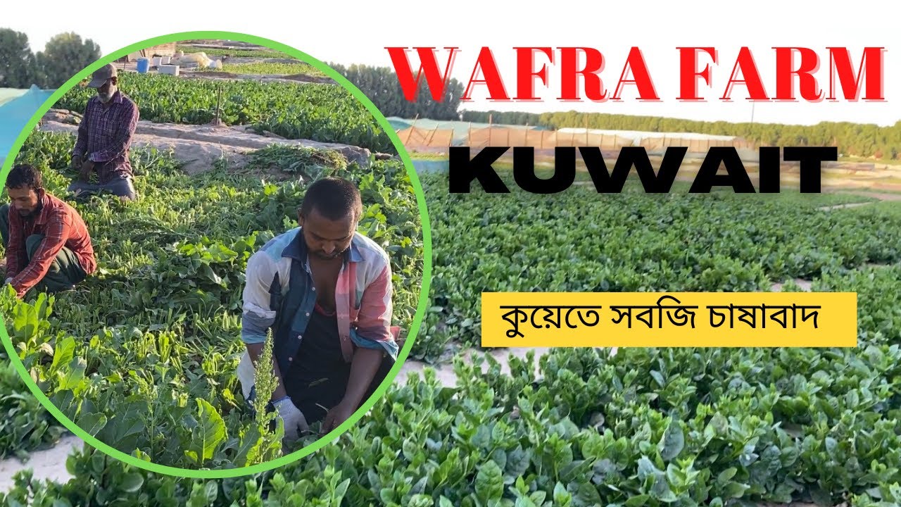 Wafra Farm Kuwait - কুয়েতে সবজি চাষাবাদ